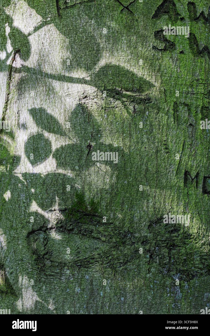 In die Rinde eines Baumstamms gehauene Buchstaben Stockfoto