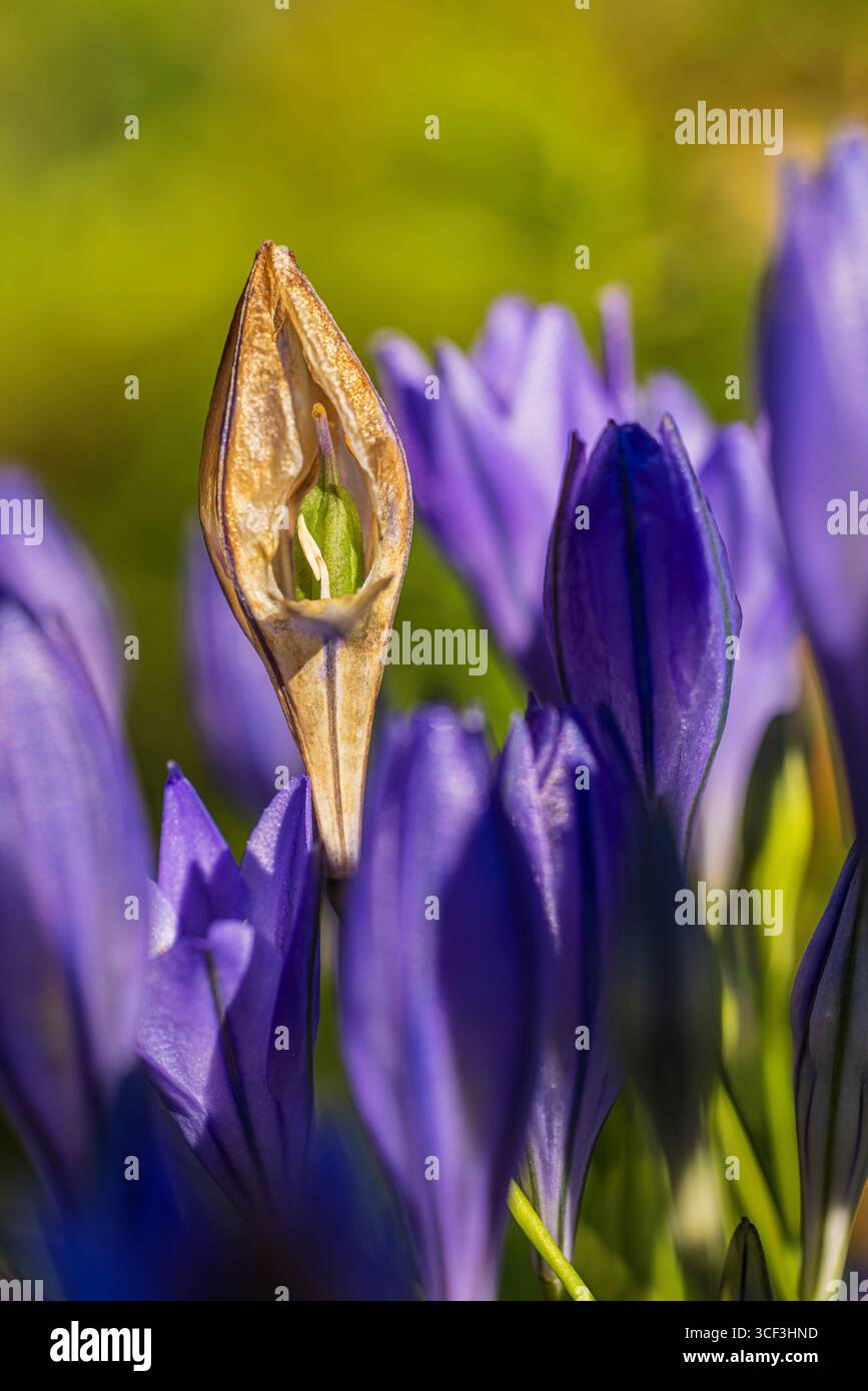 Frühlingsstern (Brodiaea) 'Königin Fabiola', Blumen, Nahaufnahme Stockfoto