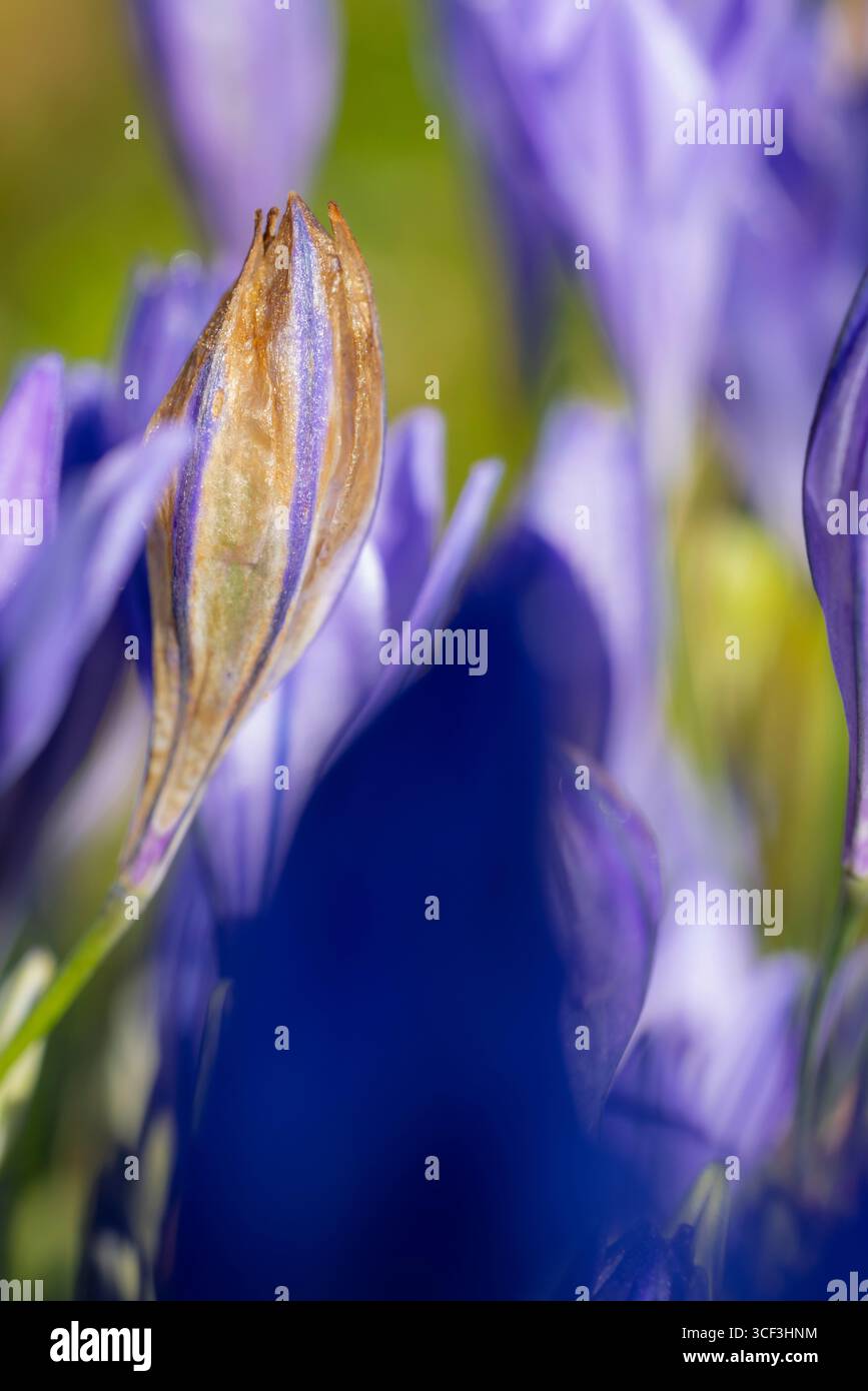 Frühlingsstern (Brodiaea) 'Königin Fabiola', Blumen, Nahaufnahme Stockfoto