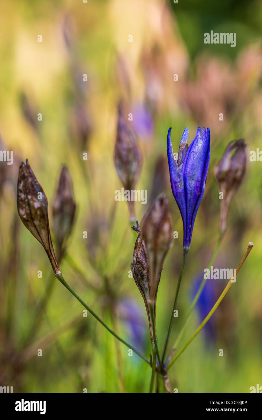 Frühlingsstern (Brodiaea) 'Königin Fabiola', Blumen, Nahaufnahme Stockfoto