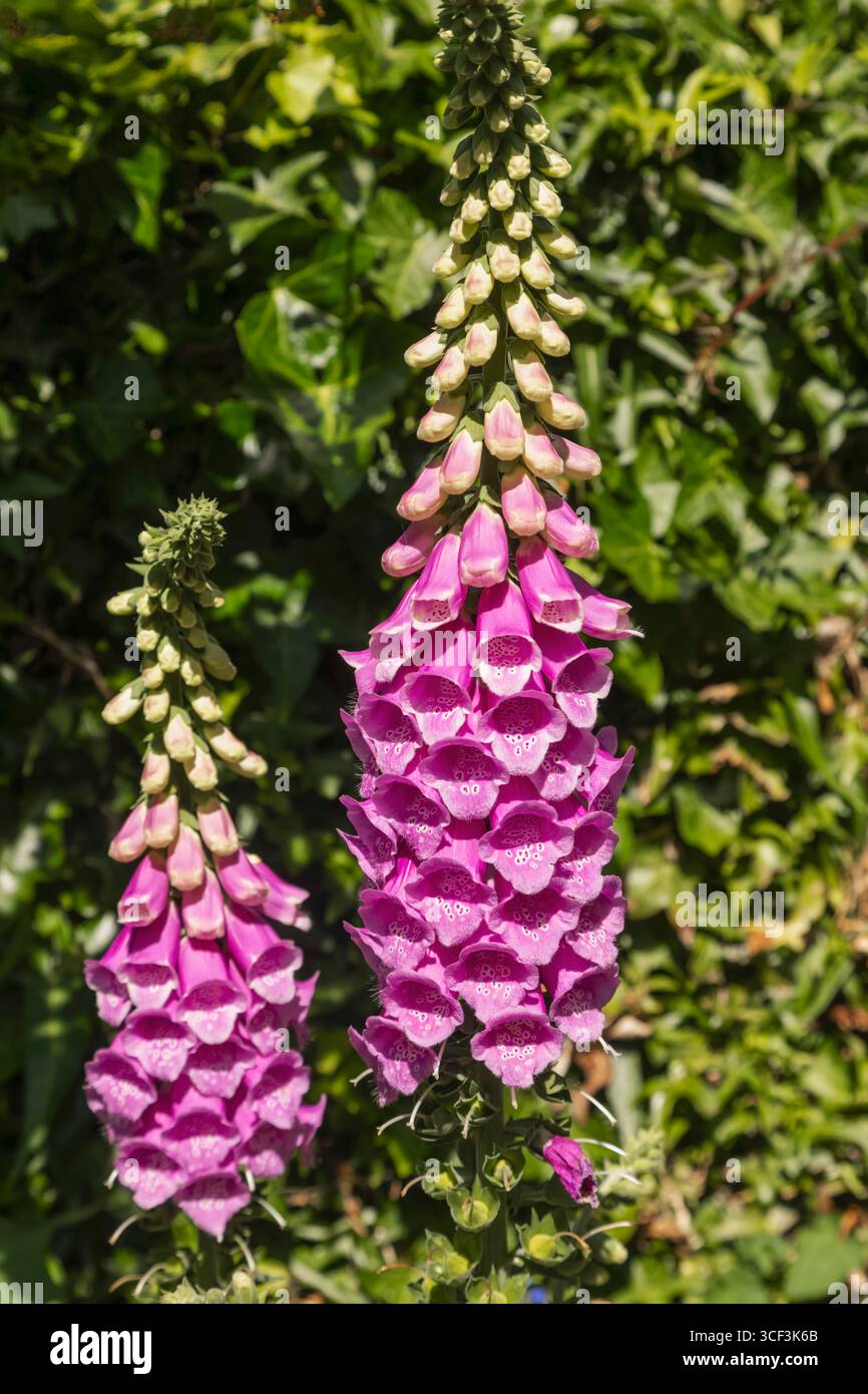 England, Somerset, Bath, Herschel Museum of Astronomy, Blumen im Garten Stockfoto