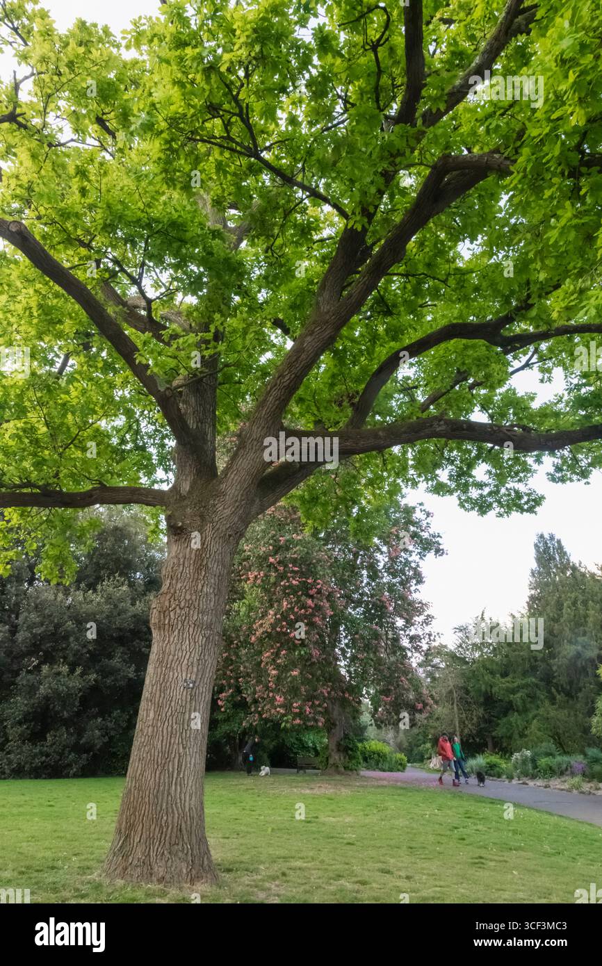 England, Somerset, Bath, Sydney Gardens, Allgemeine Ansicht mit Dog Walkers Stockfoto