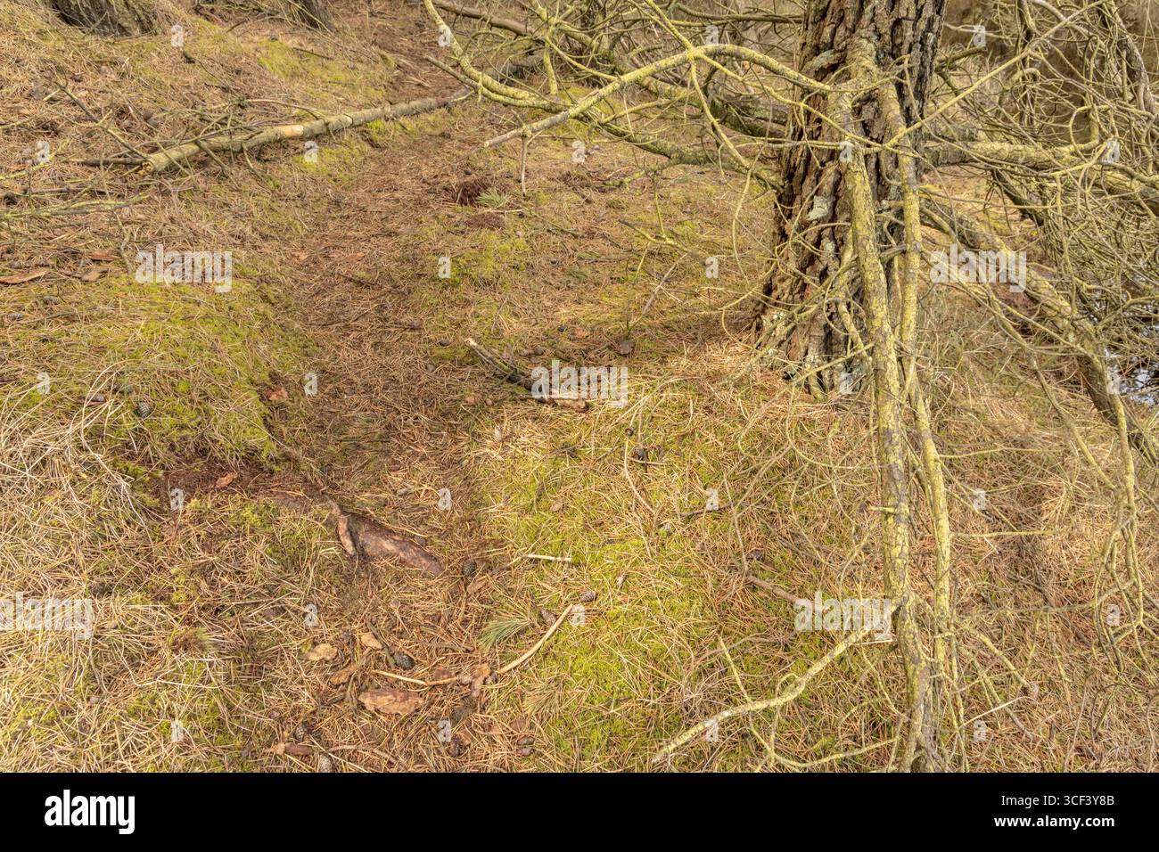 Blick auf einen trockenen Ast einer Kiefer im Waldgebiet auf der Insel Römo, Dänemark Stockfoto
