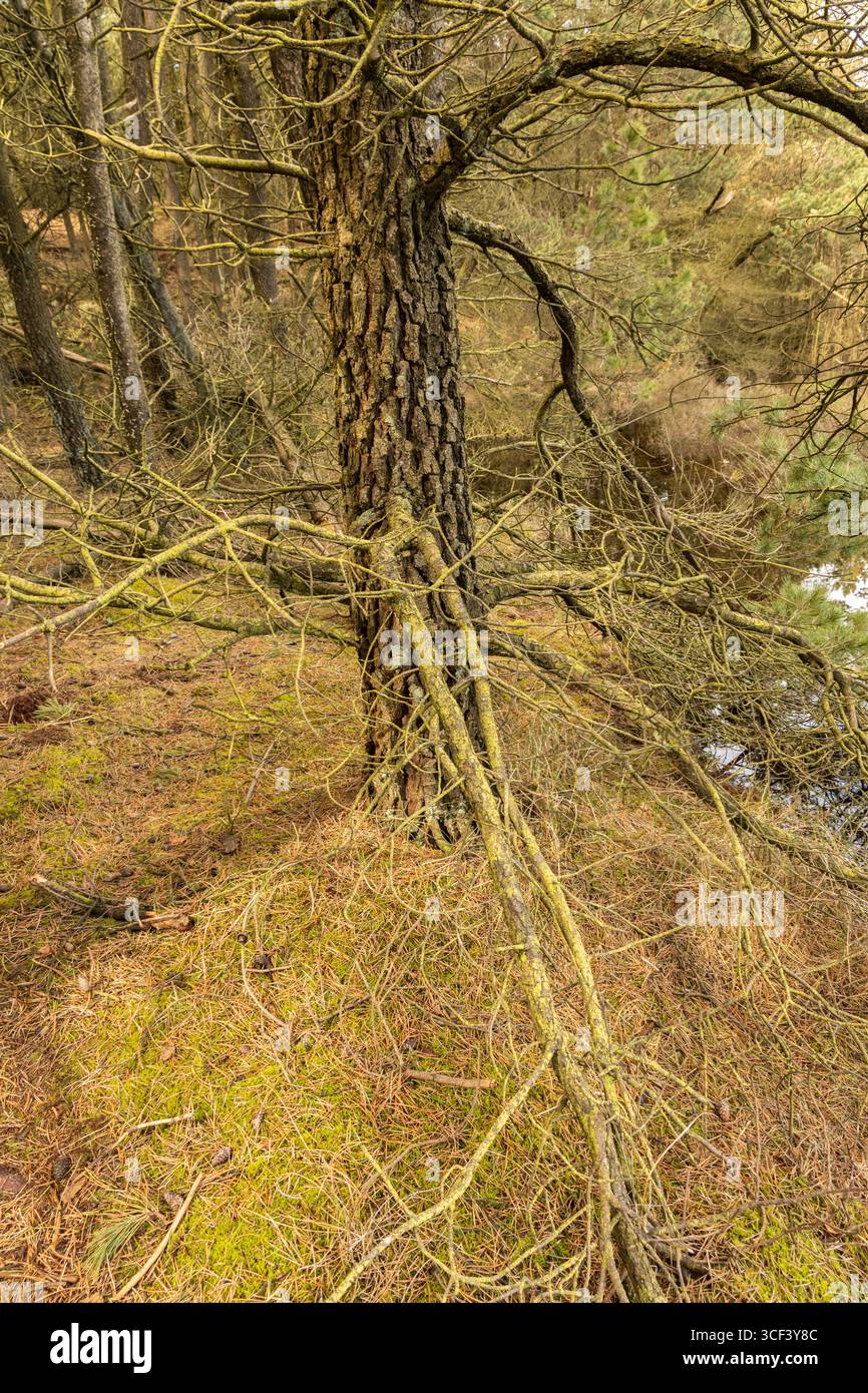 Blick auf einen trockenen Ast einer Kiefer im Waldgebiet auf der Insel Römo, Dänemark Stockfoto