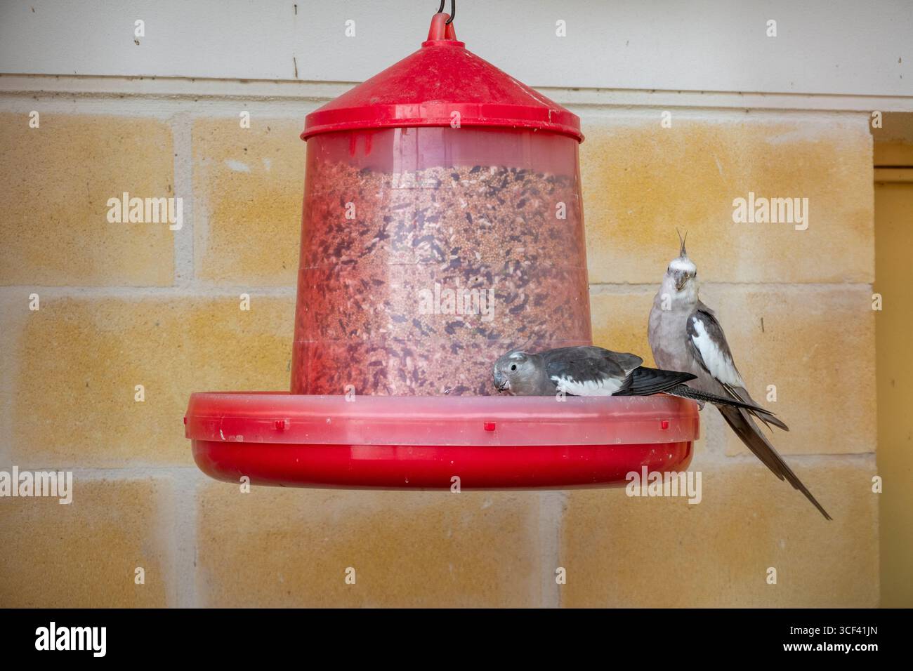 Futterhäuschen mit exotischen Vögeln mit Kakatielen – einzigartige Papageien aus Australien, bekannt für ihren Charme und ihre Popularität als lebendige, liebevolle Haushaltsart Stockfoto