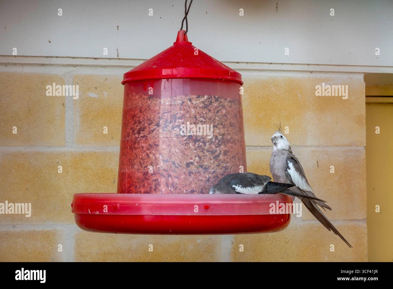 Futterhäuschen mit exotischen Vögeln mit Kakatielen – einzigartige Papageien aus Australien, bekannt für ihren Charme und ihre Popularität als lebendige, liebevolle Haushaltsart Stockfoto