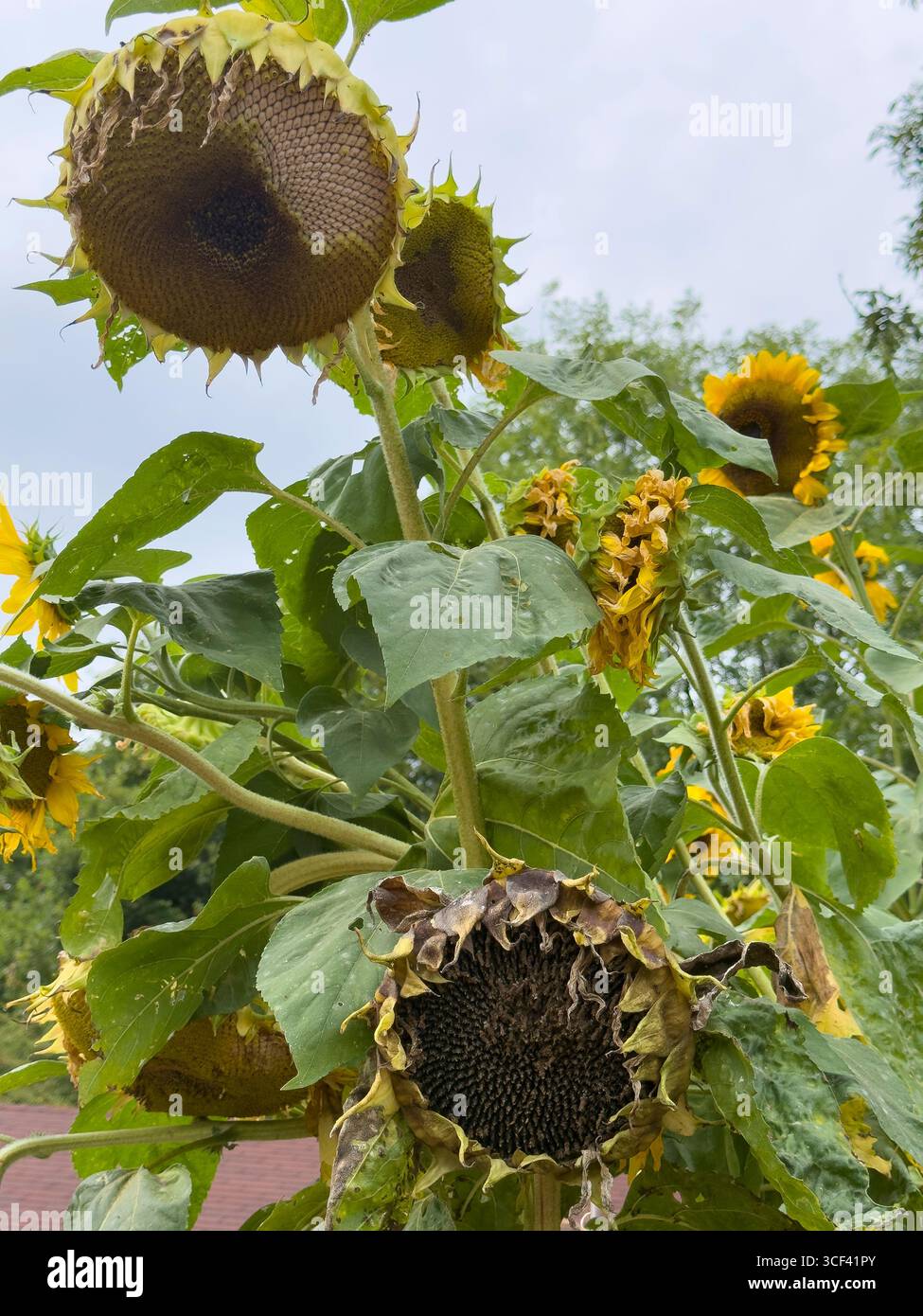 Hohe Sonnenblumen blühen und sinken unter einem bewölkten Sommerhimmel in einem Schreberggarten: Phillip Roberts - Smartphone-aufgenommenes Stockfoto