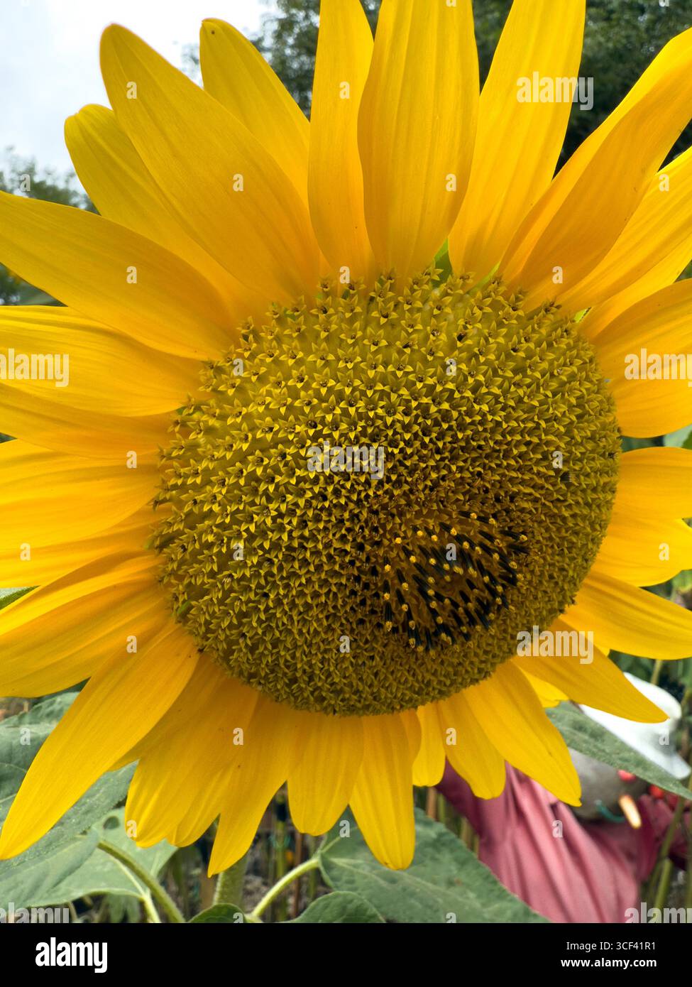 Hohe Sonnenblumen blühen und sinken unter einem bewölkten Sommerhimmel in einem Schreberggarten: Phillip Roberts - Smartphone-aufgenommenes Stockfoto