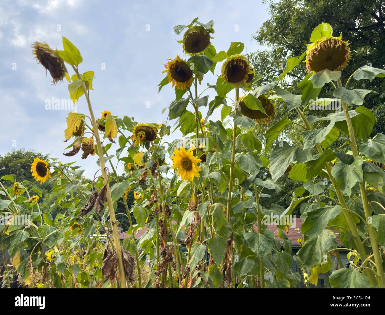Hohe Sonnenblumen blühen und sinken unter einem bewölkten Sommerhimmel in einem Schreberggarten: Phillip Roberts - Smartphone-aufgenommenes Stockfoto