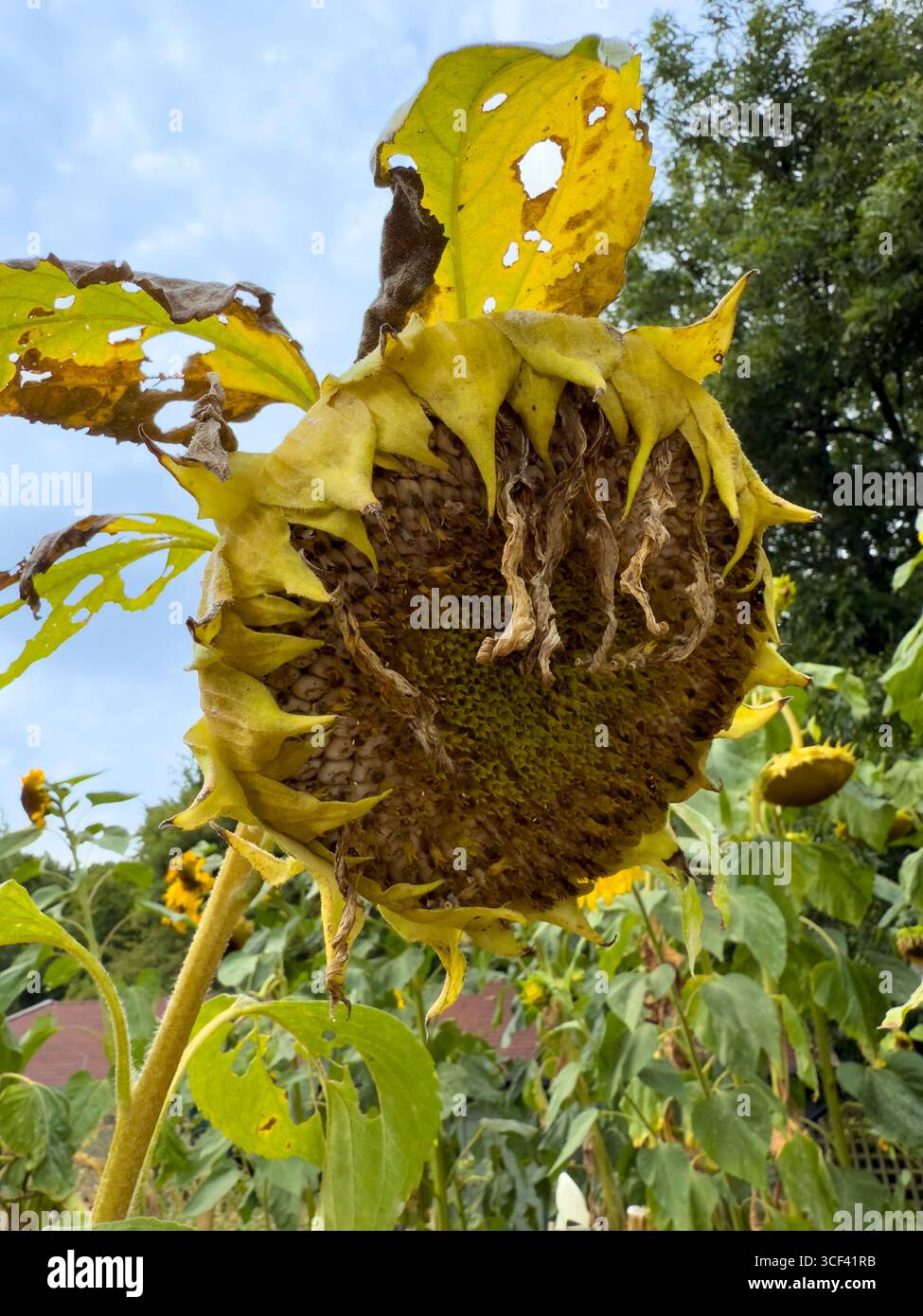 Hohe Sonnenblumen blühen und sinken unter einem bewölkten Sommerhimmel in einem Schreberggarten: Phillip Roberts - Smartphone-aufgenommenes Stockfoto