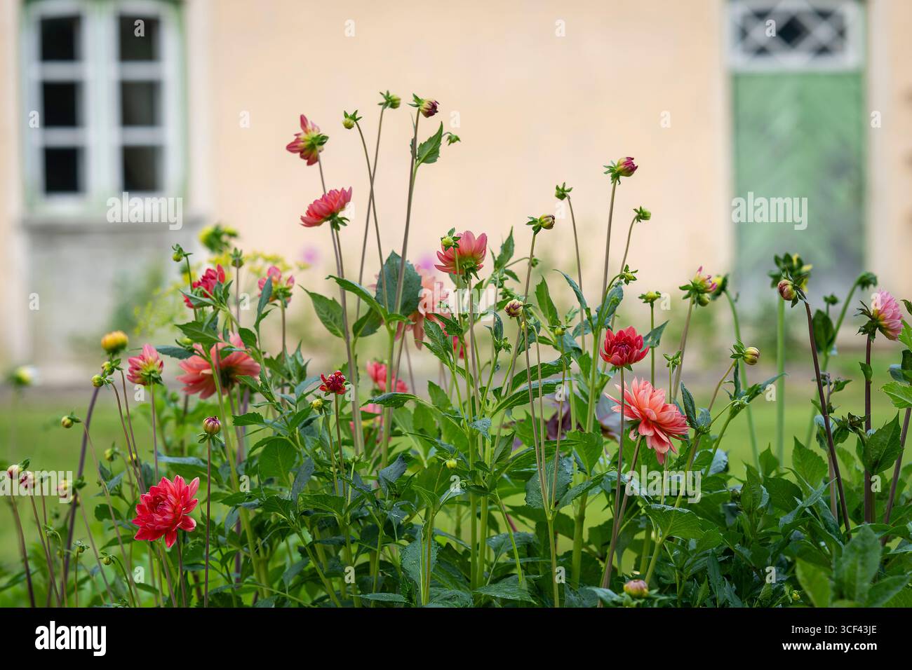 Bett aus roten und rosa Dahlienblüten. Dahlia 'Feuertopf' im Sommer in einem Garten. Flammenartige Dahlien, Dahlien 'Feuertopf'. Stockfoto