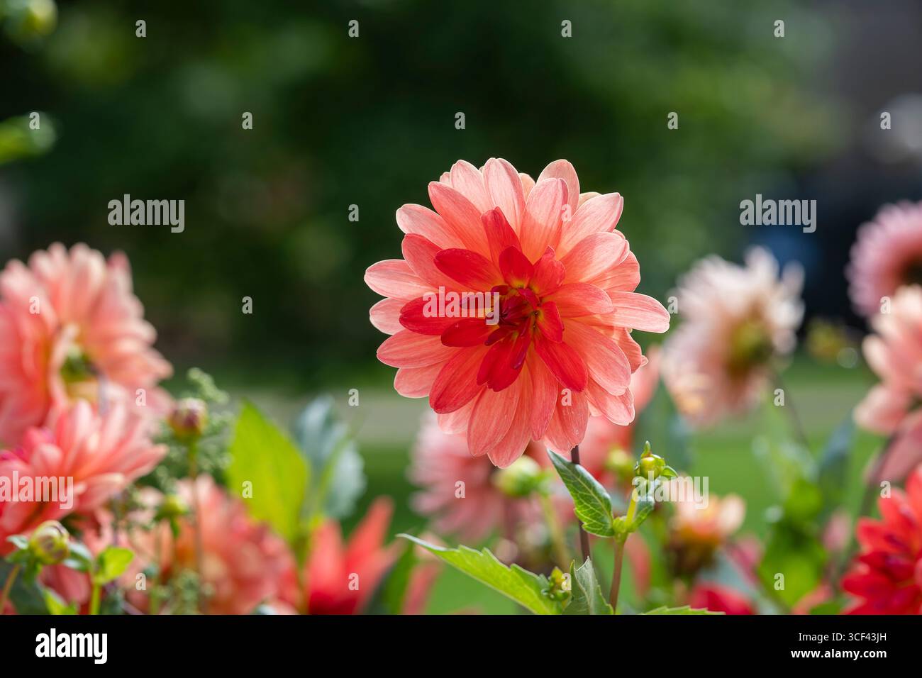 Flammenartige Dahlien, Dahlien 'Feuertopf'. Nahaufnahme der Blumen von Dahlia 'Feuertopf' in einem Garten im Sommer. Stockfoto