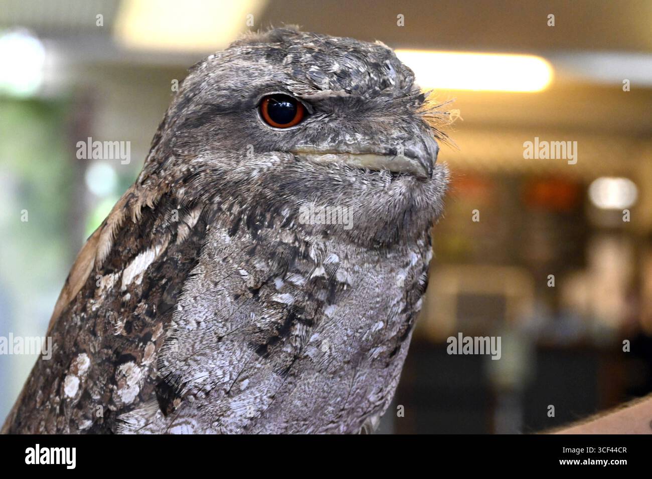 Frogmouth, Eulenart, Eulenschwalm, Braungraues Gefieder, nachtakiv, lebt in Queensland, Australien, Australien, Tropen, Tropen, Vogel, *** Anglermaus, Eulenart, Eulenfalke, braun-graues Gefieder, Nocturnal, lebt in Queensland, Australien, Australien, Tropen, Tropen, Vogel, Stockfoto