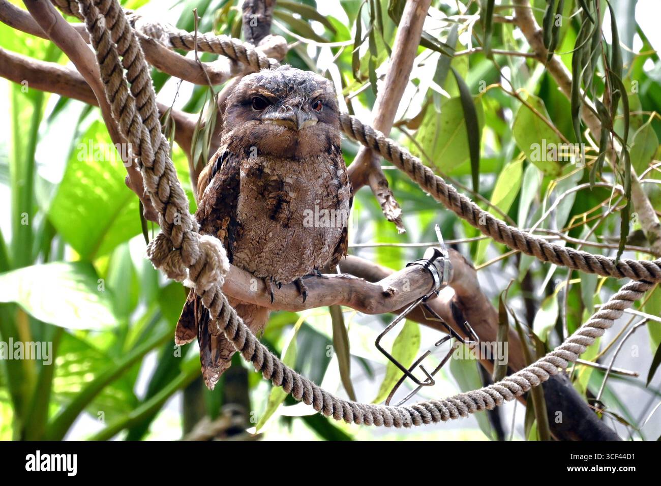 Frogmouth, Eulenart, Eulenschwalm, Braungraues Gefieder, nachtakiv, lebt in Queensland, Australien, Australien, Tropen, Tropen, Vogel, *** Anglermaus, Eulenart, Eulenfalke, braun-graues Gefieder, Nocturnal, lebt in Queensland, Australien, Australien, Tropen, Tropen, Vogel, Stockfoto