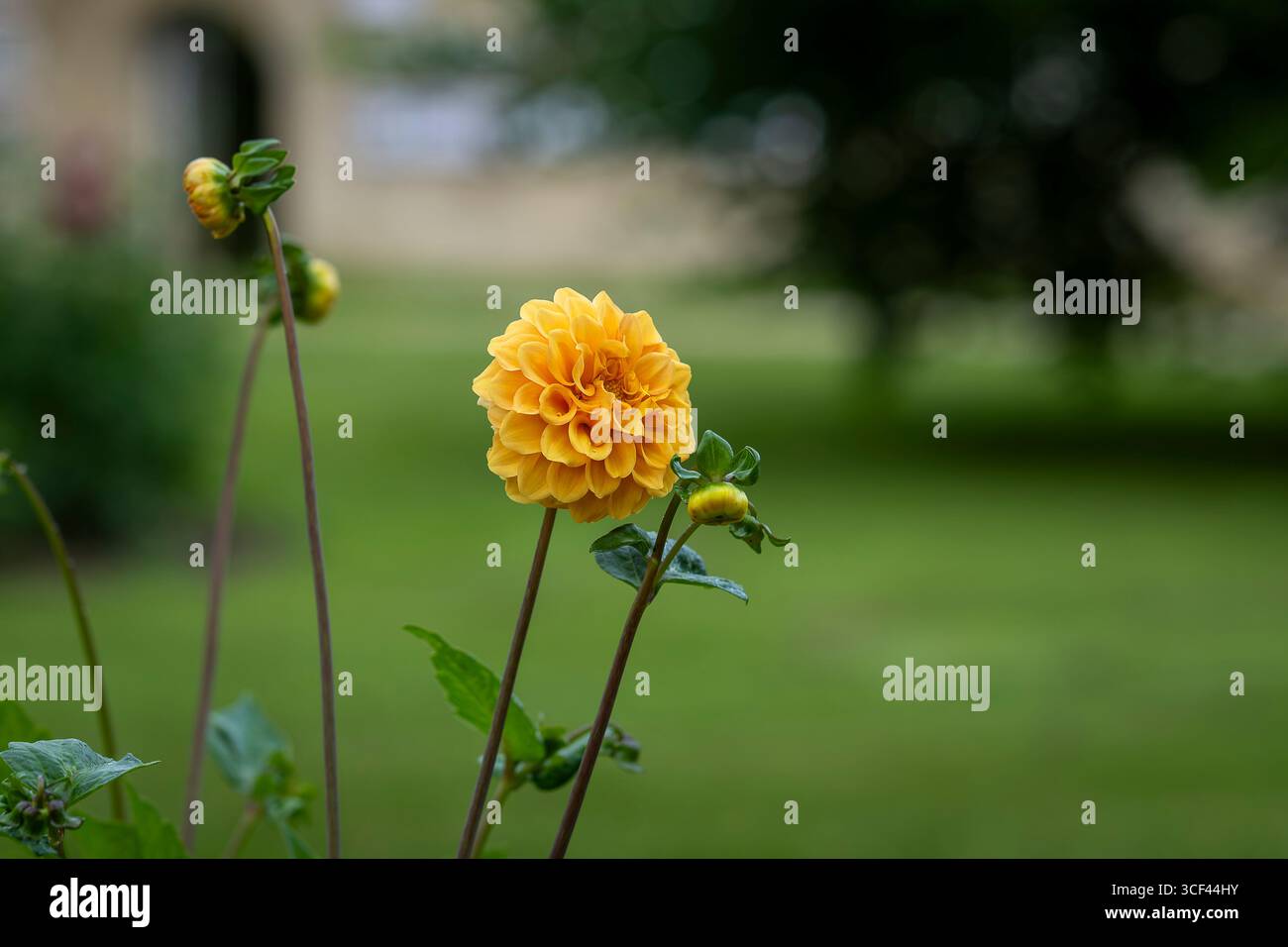Goldenes Dahlia-Zepter, glühende gelbe Pompon-Blüte. Das hybride Dahlia Golden Scepter ist eine tuberöse Pflanze aus der Familie der Asteraceae der Daisy. Stockfoto