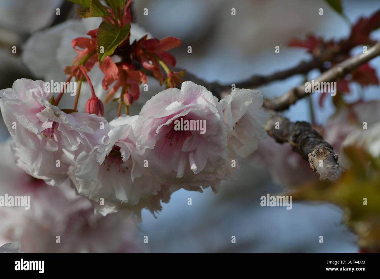 Schöne japanische Kirschbäume blühen im Frühling Stockfoto