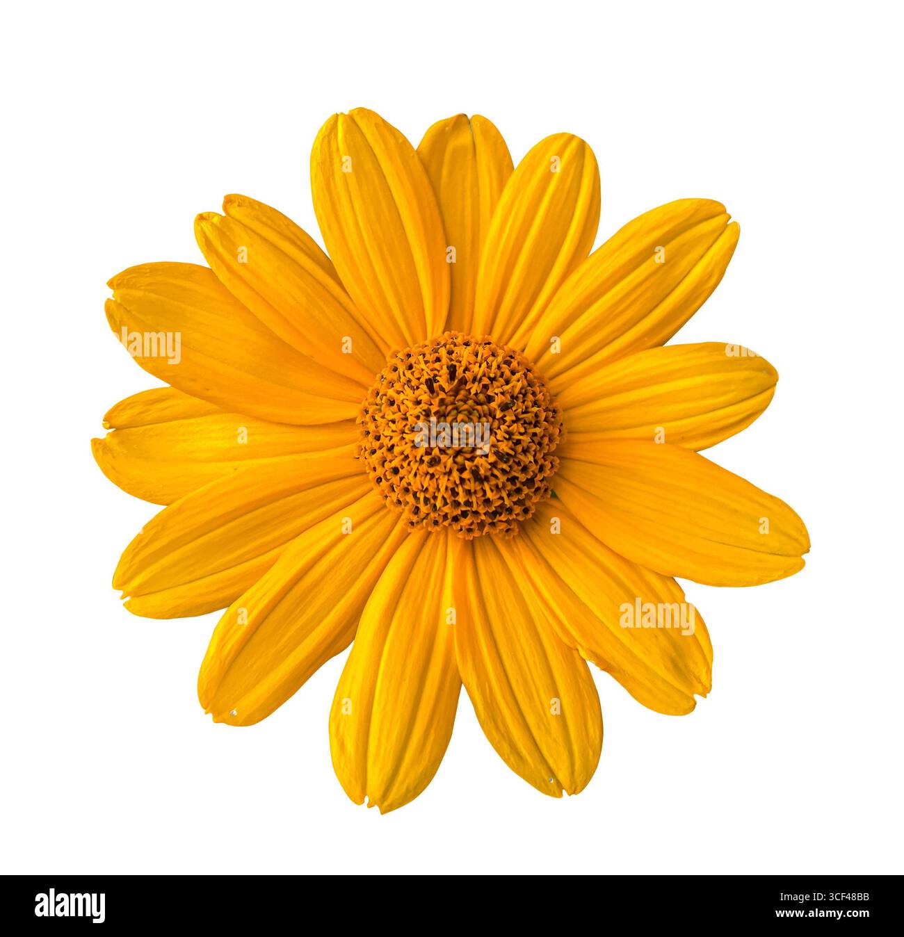 Blumenkopf der gelben Heliopsis-Blume isoliert auf einem weißen Hintergrund mit Beschneidungspfad. Blumendesign für Karten, Einladungen, Poster. Stockfoto