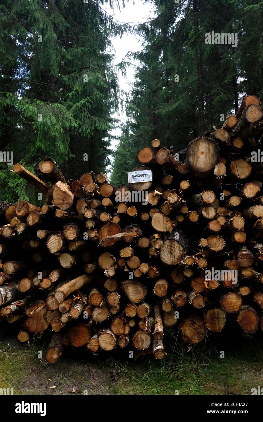 Skane, Scania, Schweden, Wald, Baumstämme schneiden Stockfoto