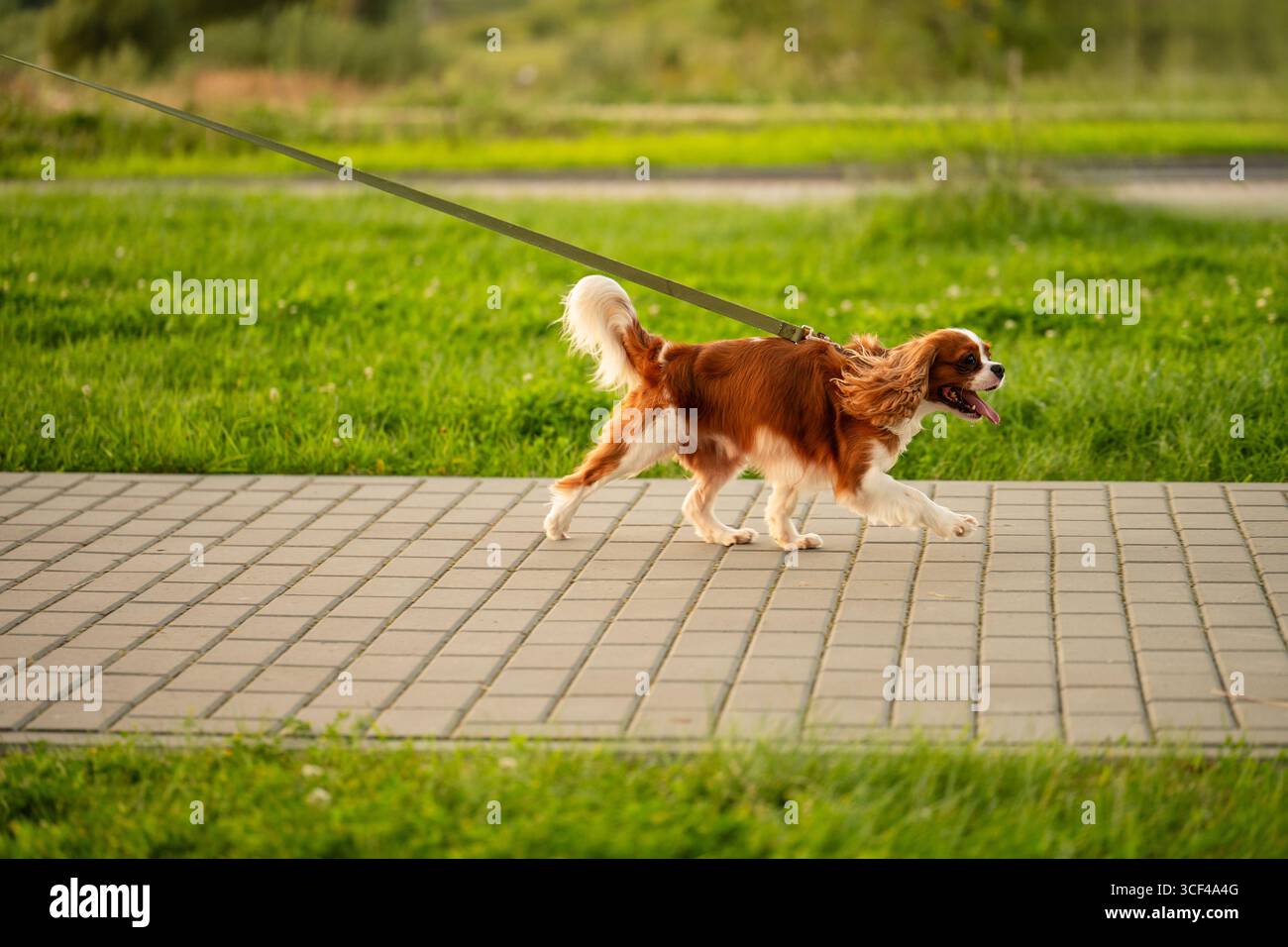 König Charles Spaniel, der an der Leine auf dem Bürgersteig gegen eine grüne Wiese läuft, mit der Zunge nach oben, Seitenansicht. Hundegang, Tierpflege Stockfoto