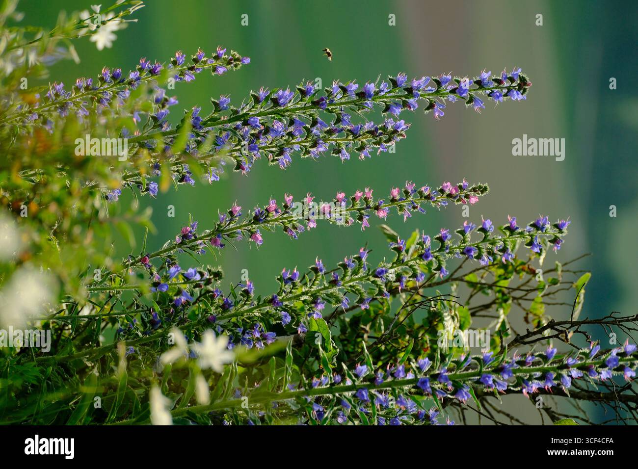 Gewöhnlicher Viper-Bugloss, blauer Viper-Bugloss, Echium vulgare Stockfoto