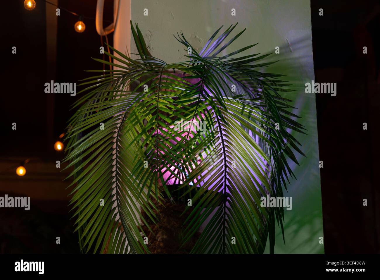 Leuchtende tropische Palmblätter werden von farbenfrohen Neonlichtern beleuchtet, die einen auffälligen Kontrast schaffen. Diese Indoor-Szene hat eine moderne, künstlerische Atmosphäre Stockfoto Leuchtende tropische Palmblätter werden von farbenfrohen Neonlichtern beleuchtet, die einen auffälligen Kontrast schaffen. Diese Indoor-Szene hat eine moderne, künstlerische Atmosphäre Stockfoto