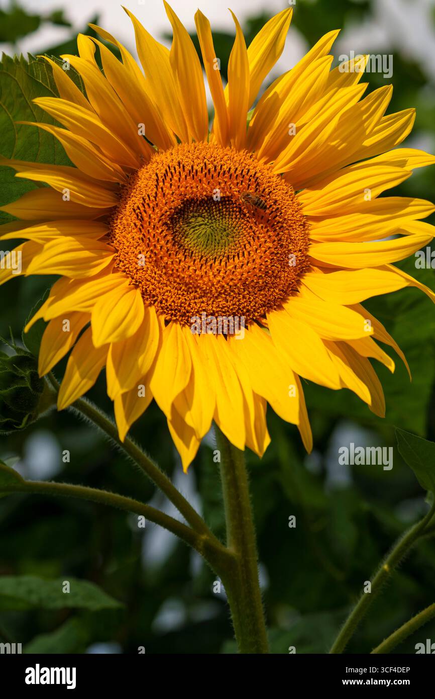 Sonnenblume, gewöhnliche Sonnenblume, Helianthus annuus Stockfoto
