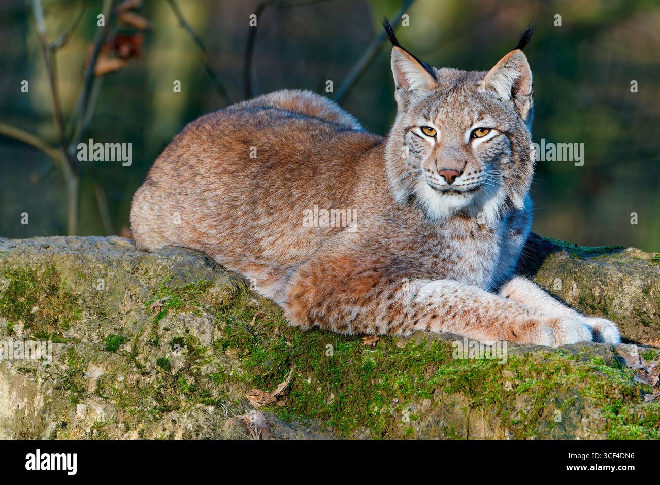 Eurasischer Luchs, Lynx Luchs, nördlicher Luchs, Lynx Stockfoto