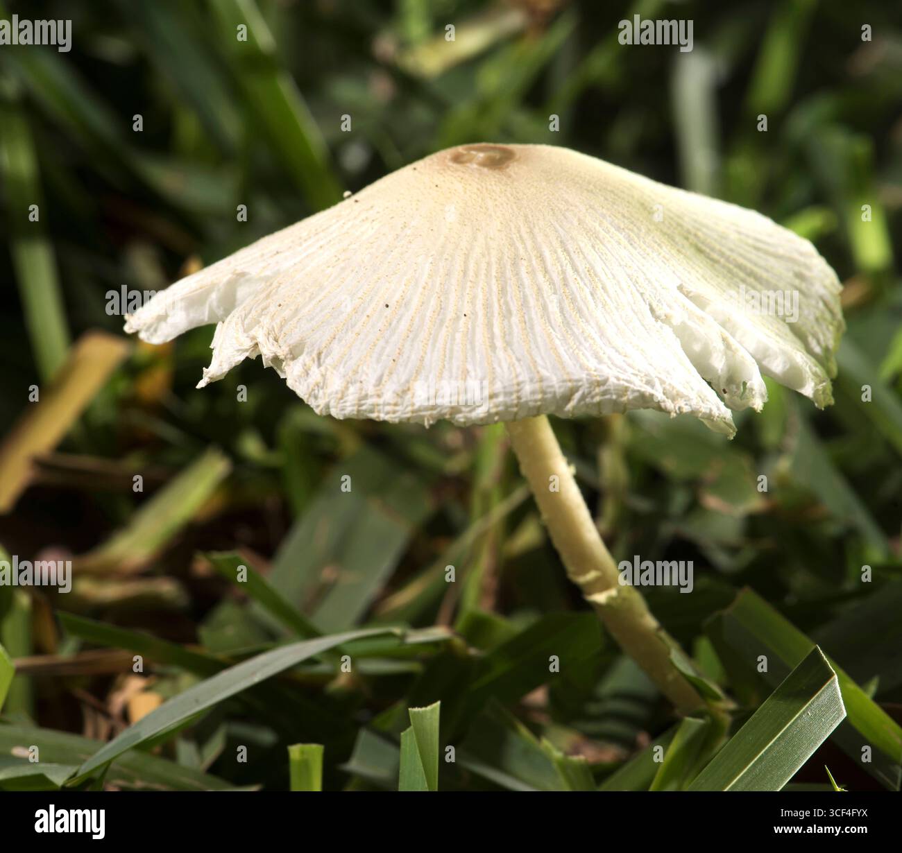 Japanischer Regenschirm Inky (Parasola plicatilis). Sehr klein und zerbrechlich, essbar, aber kaum die Mühe Wert. Obwohl eine „Tintenfarbe“ ist, bildet sie keine Tintenfarbe f Stockfoto