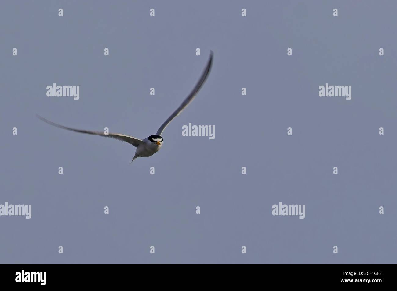 Kleinste Tern (Sternula antillarum) Erwachsener im Flug, nahe, Antigua und Barbuda, Westindien. Stockfoto