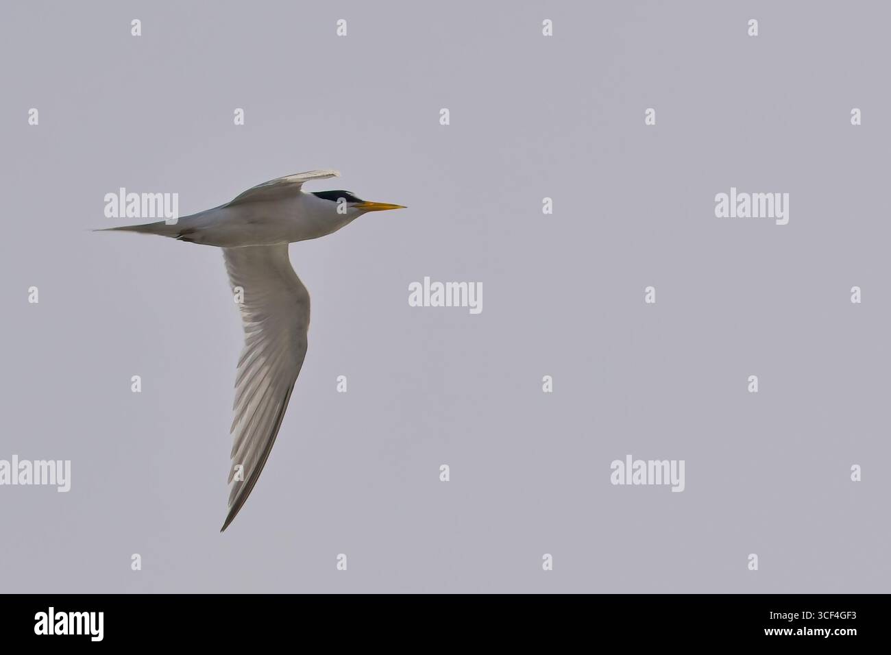 Kleinste Tern (Sternula antillarum) Erwachsener im Flug, nahe, Antigua und Barbuda, Westindien. Stockfoto