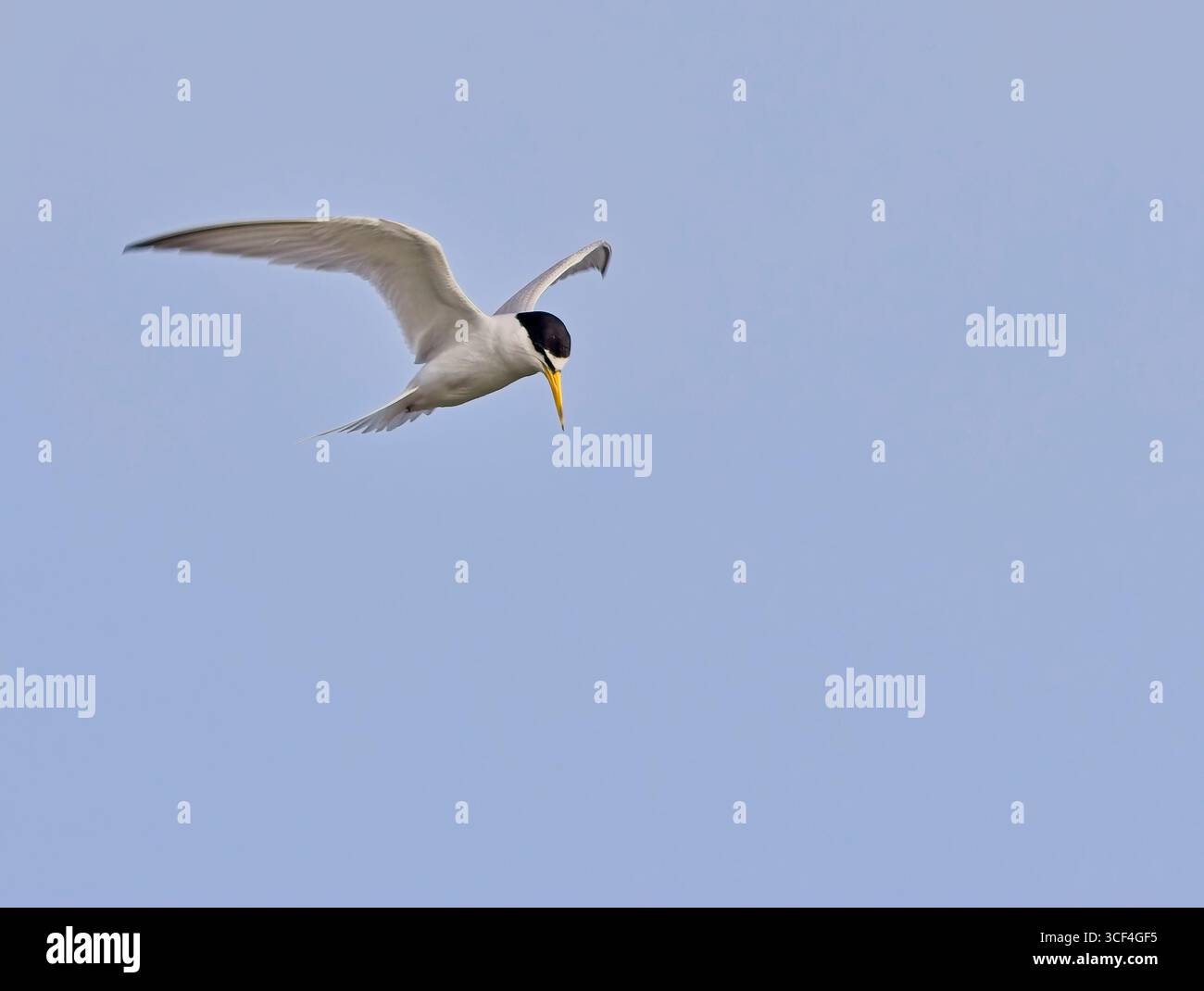 Kleinste Tern (Sternula antillarum) Erwachsener im Flug, nahe, Antigua und Barbuda, Westindien. Stockfoto