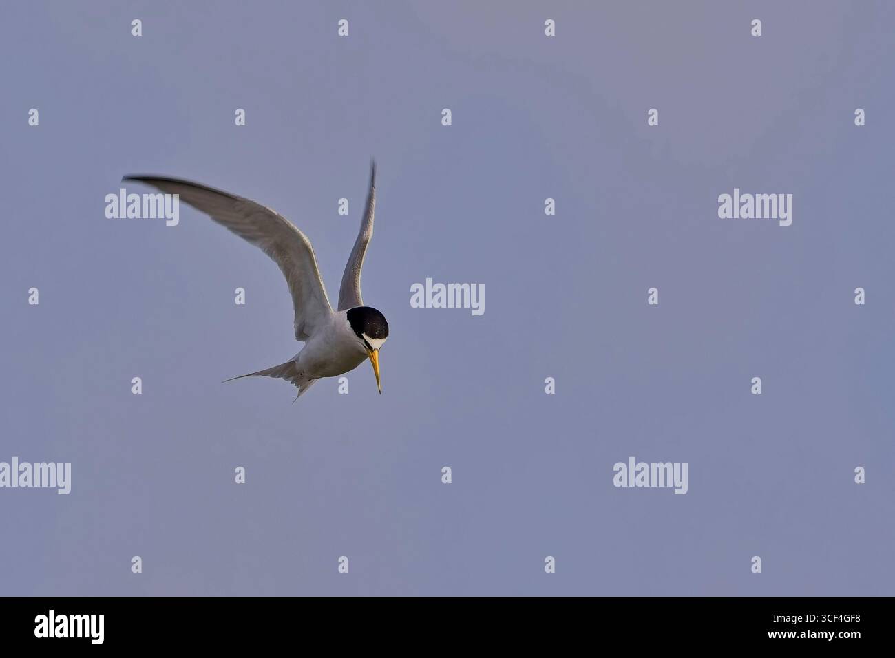 Kleinste Tern (Sternula antillarum) Erwachsener im Flug, nahe, Antigua und Barbuda, Westindien. Stockfoto