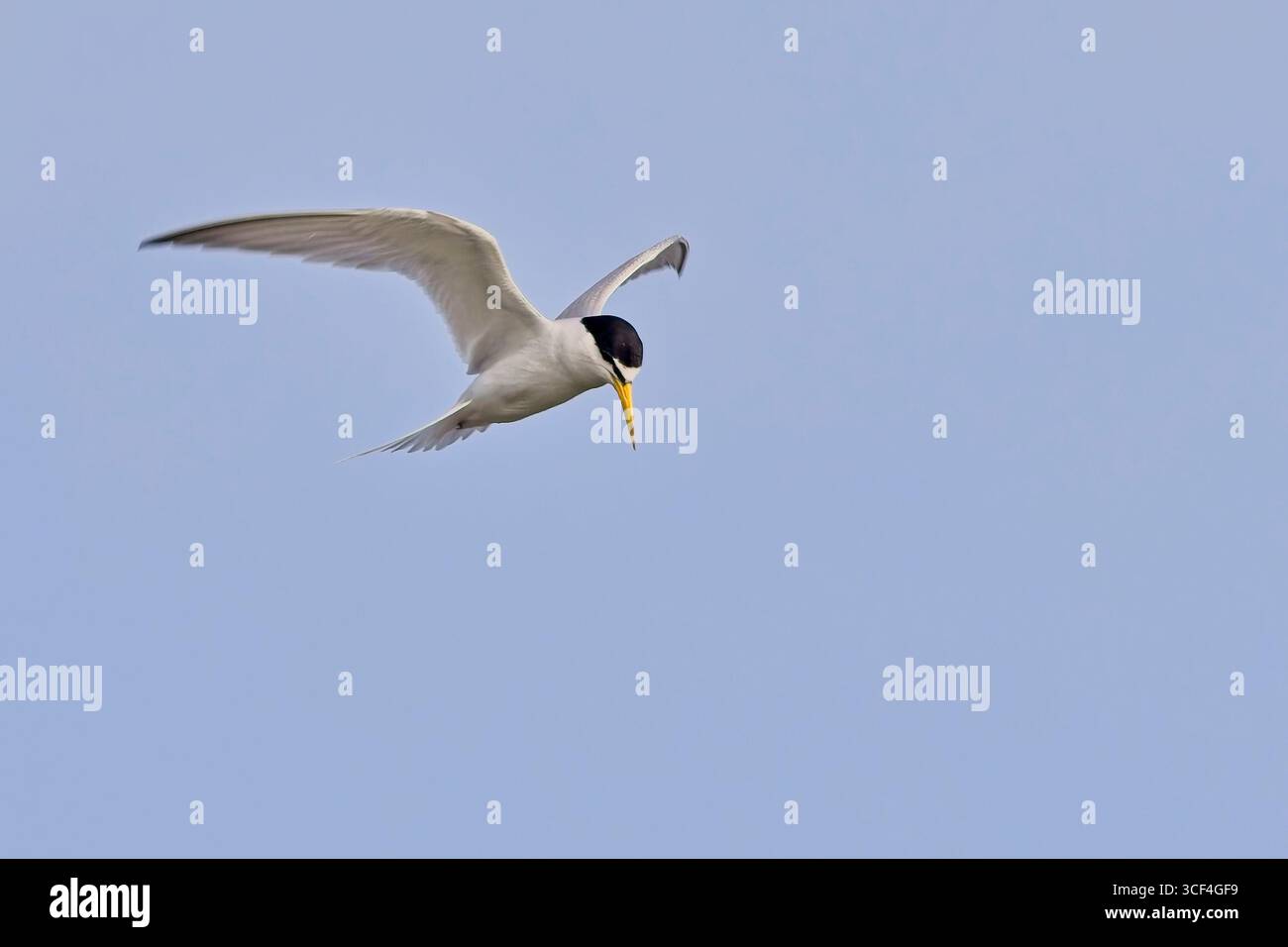 Kleinste Tern (Sternula antillarum) Erwachsener im Flug, nahe, Antigua und Barbuda, Westindien. Stockfoto