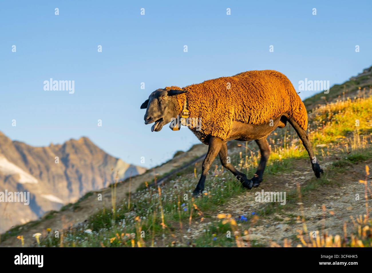 Hausschafe (Ovis orientalis aries) bei Sonnenaufgang in den Bergen in der Hochalpenstraße, Pinzgau, Salzburger Land, Österreich, Europa Stockfoto