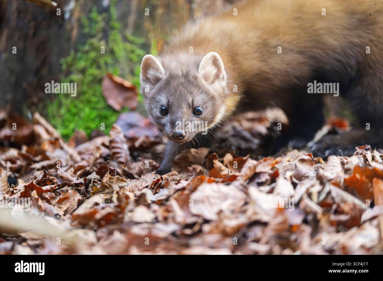 Europäischer Kiefernmarder (Martes martes) in einem Wald im Herbst, Bayern, Deutschland, Europa Stockfoto