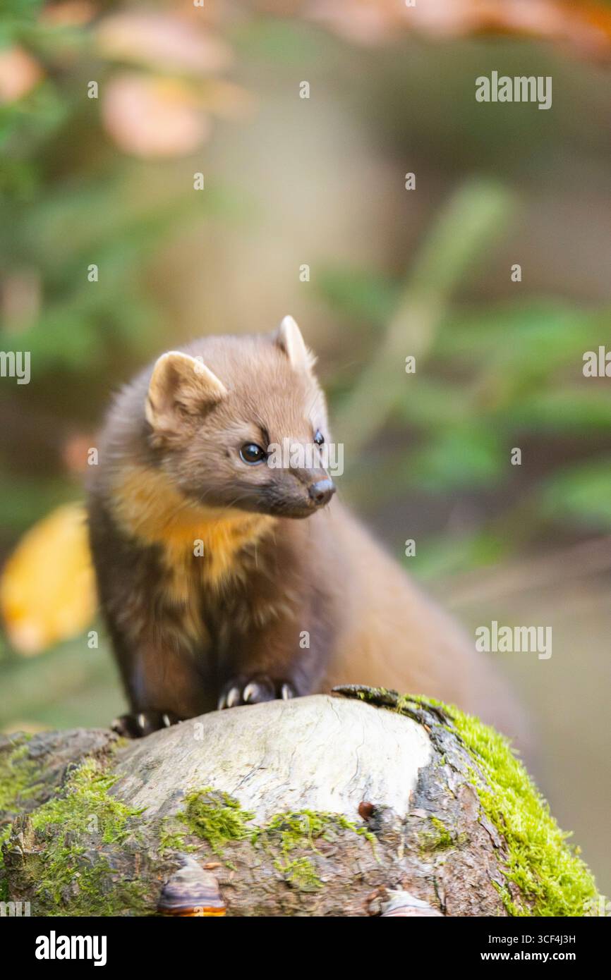 Europäischer Kiefernmarder (Martes martes) in einem Wald im Herbst, Bayern, Deutschland, Europa Stockfoto