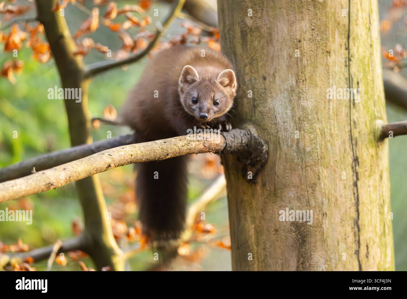 Europäischer Kiefernmarder (Martes martes) in einem Wald im Herbst, Bayern, Deutschland, Europa Stockfoto