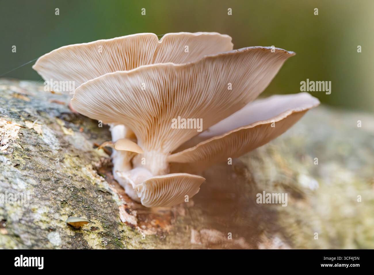 Austernpilz (Pleurotus ostreatus), der im Herbst in Bayern, Deutschland, Europa einen Stamm der europäischen Buche (Fagus sylvatica) anbaut Stockfoto