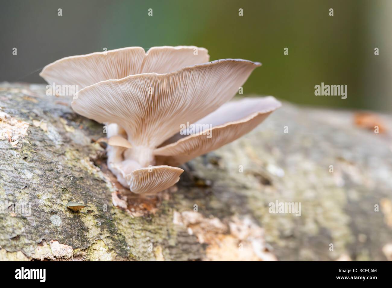 Austernpilz (Pleurotus ostreatus), der im Herbst in Bayern, Deutschland, Europa einen Stamm der europäischen Buche (Fagus sylvatica) anbaut Stockfoto