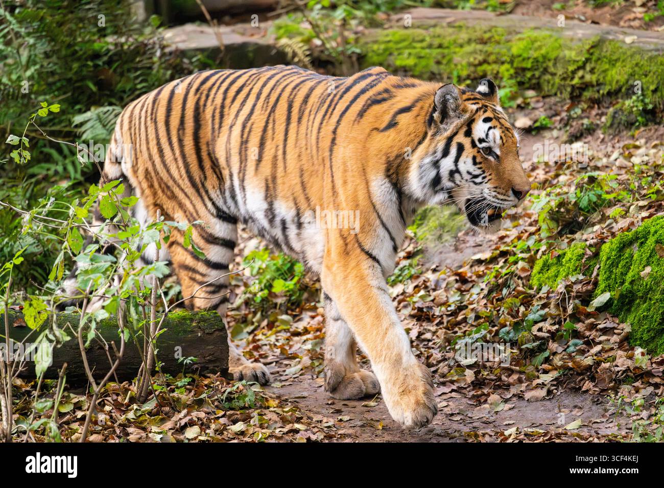 Sibirischer Tiger oder Amurtiger (Panthera tigris altaica), die im Herbst auf dem Boden laufen, in Gefangenschaft, Deutschland Stockfoto