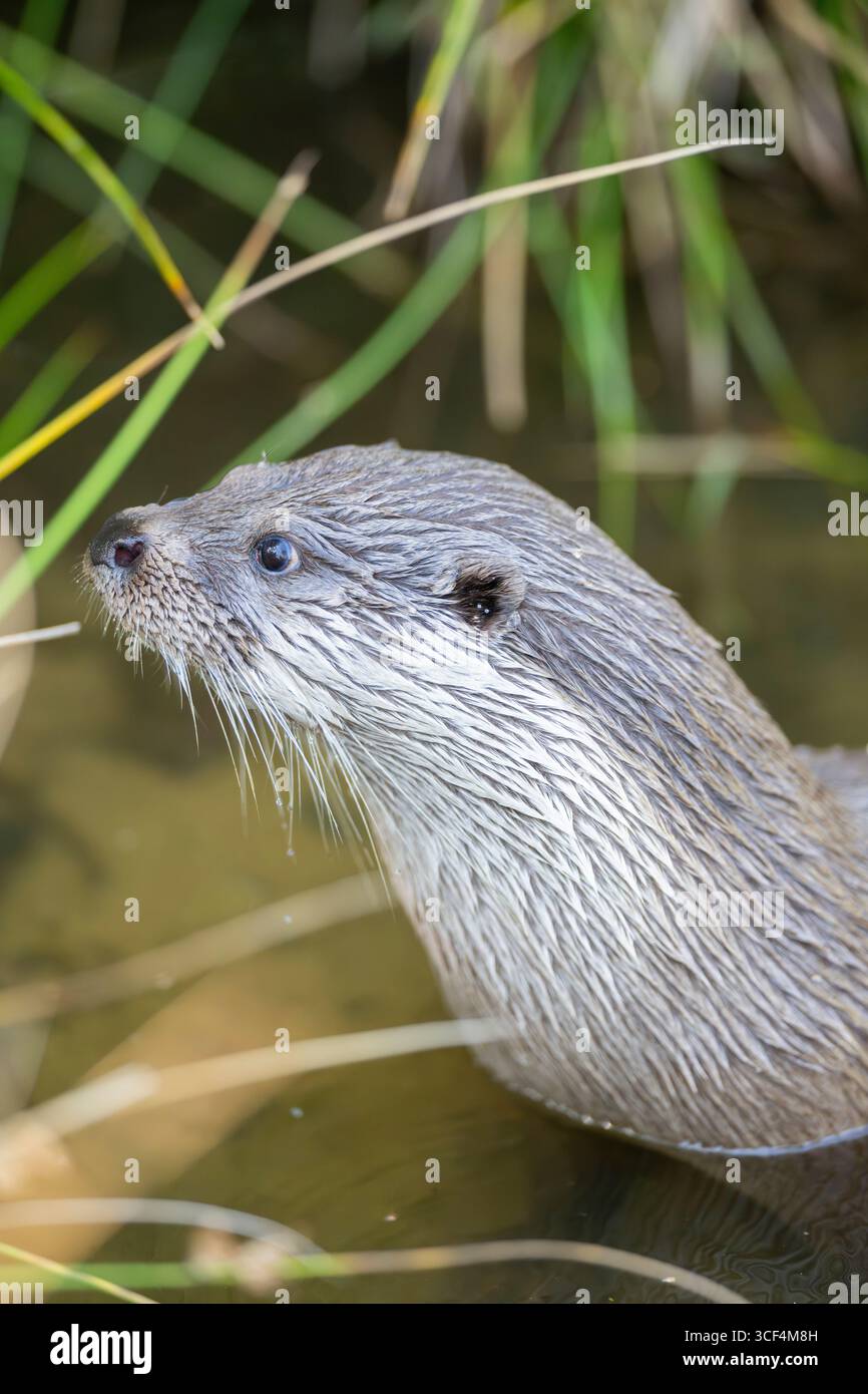 Eurasischer Otter (Lutra lutra) im Wasser, Hessen, Deutschland, Europa Stockfoto Eurasischer Otter (Lutra lutra) im Wasser, Hessen, Deutschland, Europa Stockfoto