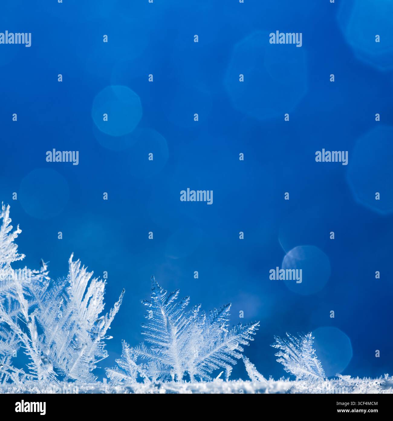 Extremes Makro von zarten Schneeflocken auf blauem Hintergrund. Echte Eiskristalle mit geringem freiheitsgrad. Detaillierte Strukturen der Frostmuster gefrorenen Wassers. Stockfoto