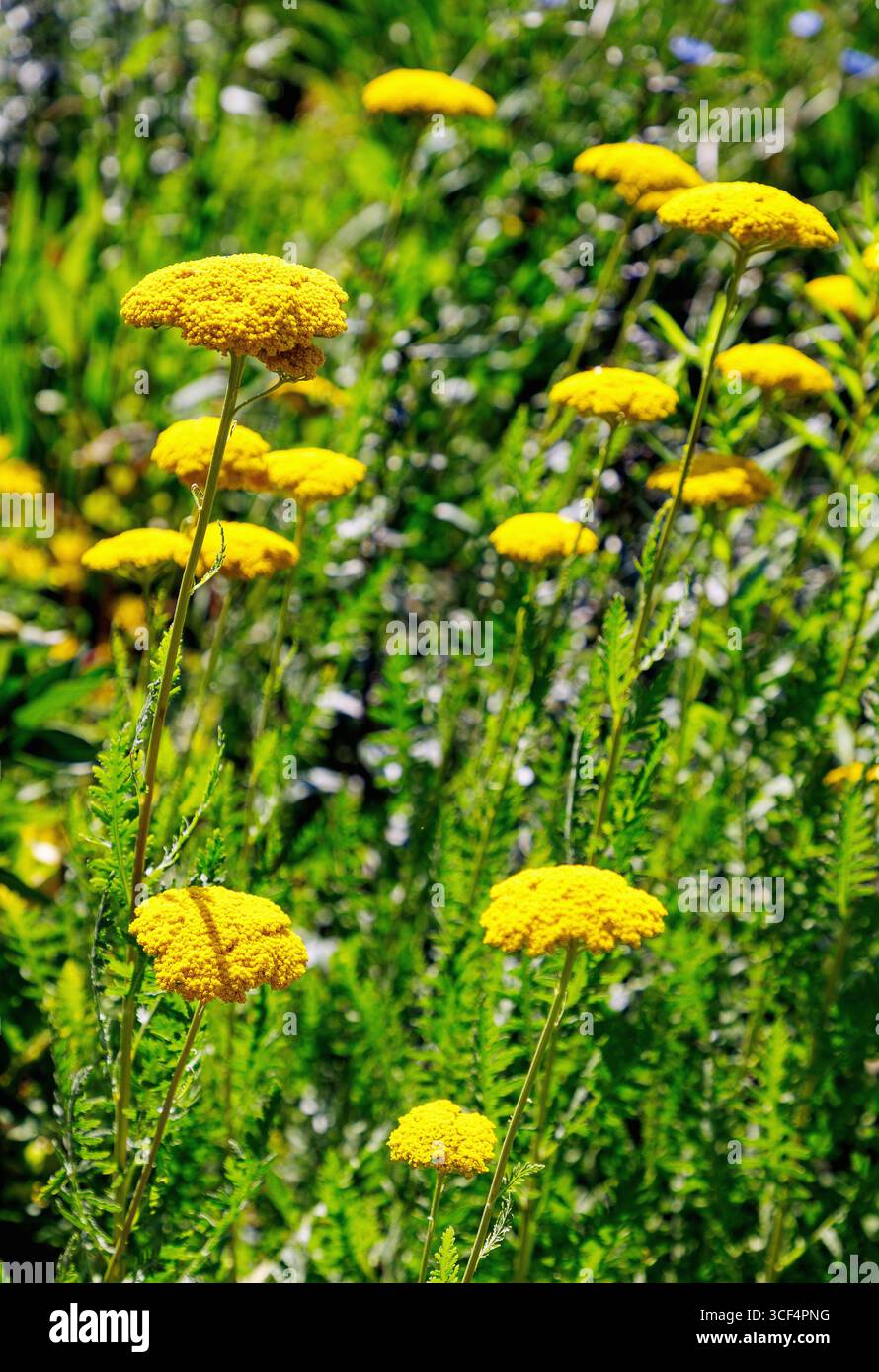 Blühende filipendula Schafgarbe Parker, Achillea filipendulina, goldene Schafgarbe Stockfoto