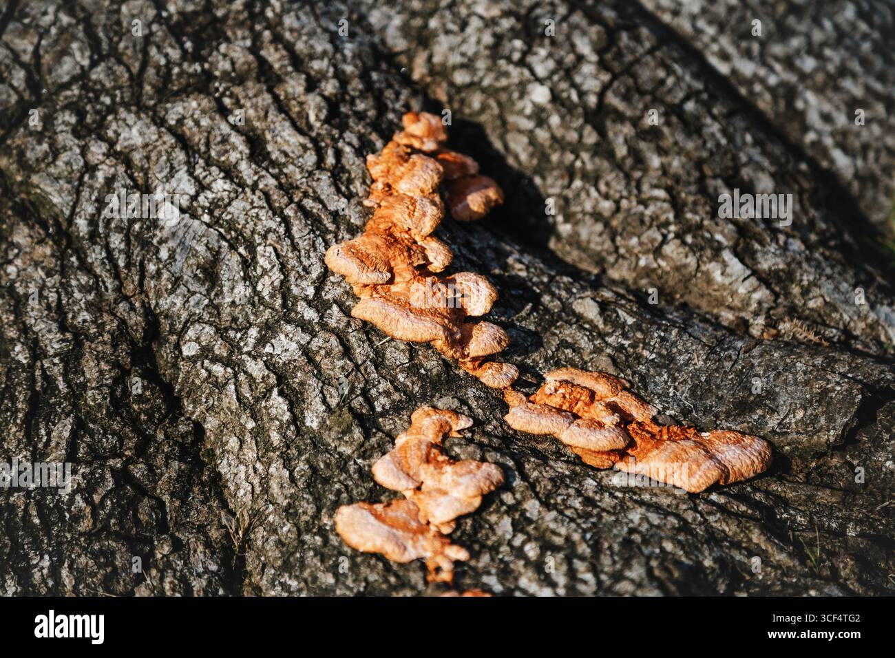 Ansammlung von Orangenpilzen, die entlang der rauen Rinde eines Baumstamms im Frühlingssonnenlicht wachsen. Die strukturierte Oberfläche und die leuchtenden Farben heben das natürliche hervor Stockfoto