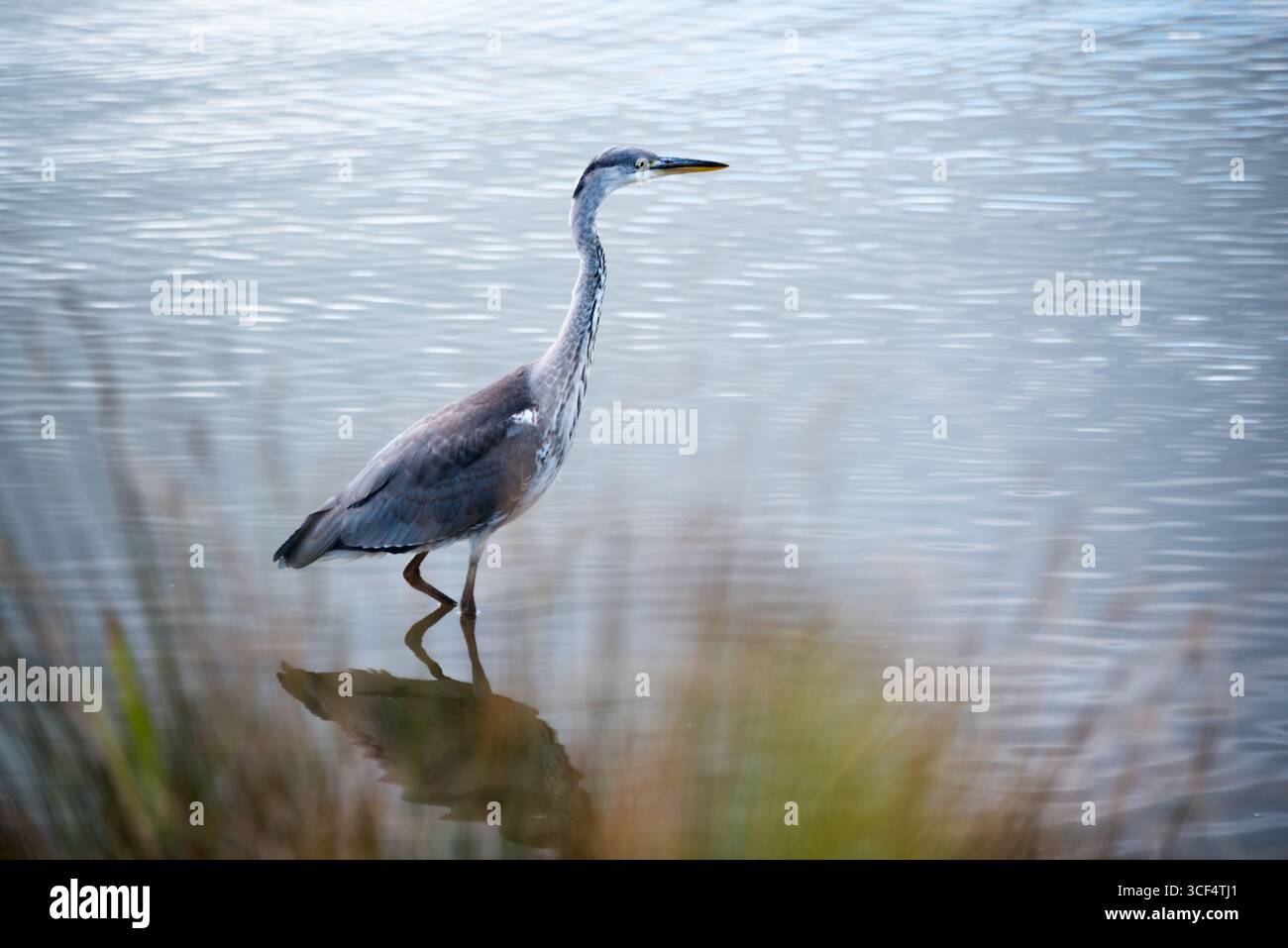 Ein anmutiger Graureiher (Ardea cinerea), der durch flaches Wasser spaziert und das Verhalten von Watvögeln, die Wildtiere von Feuchtgebieten und die Fotografie natürlicher Lebensräume zeigt Stockfoto