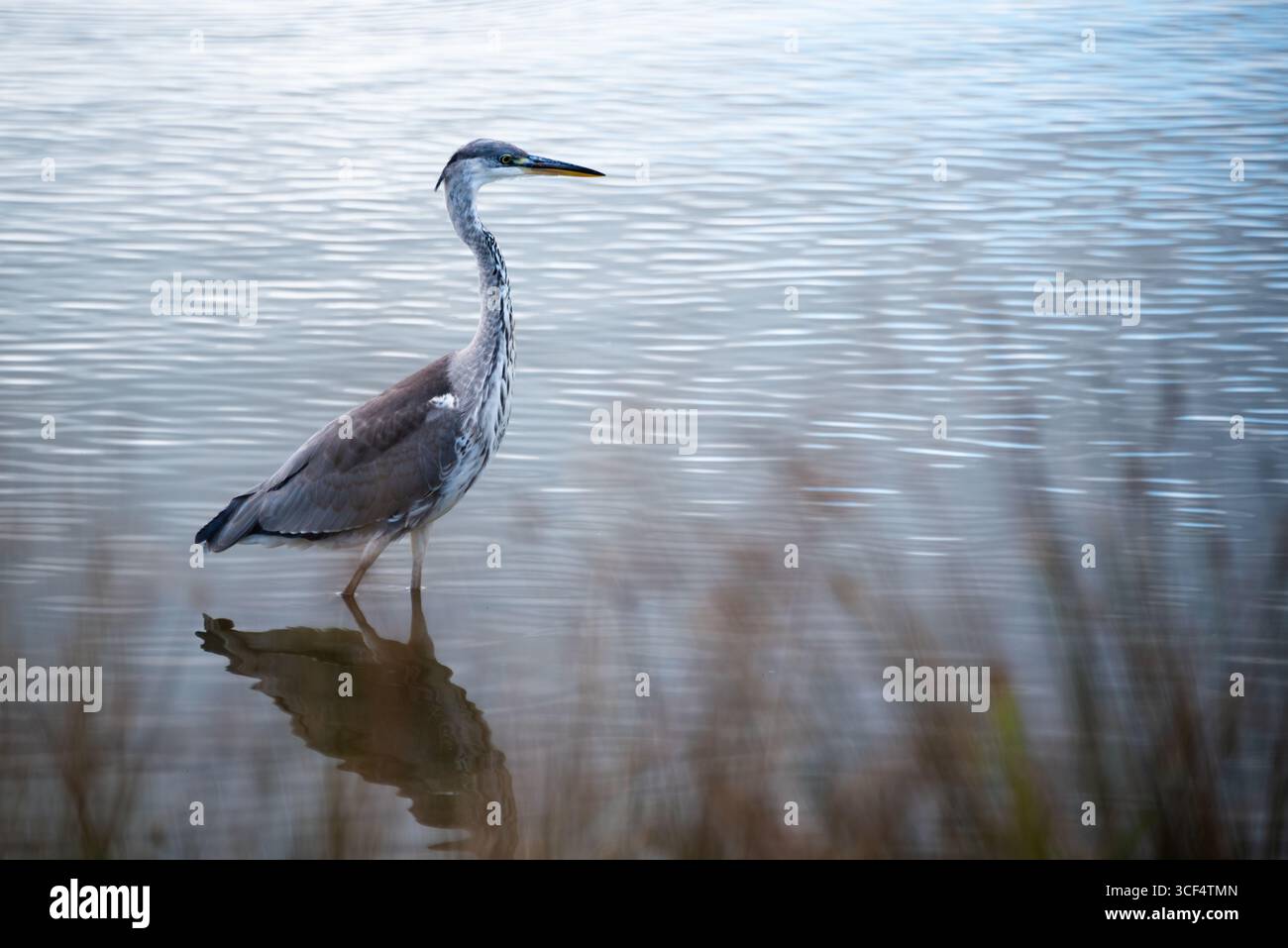 Ein anmutiger Graureiher (Ardea cinerea), der durch flaches Wasser spaziert und das Verhalten von Watvögeln, die Wildtiere von Feuchtgebieten und die Fotografie natürlicher Lebensräume zeigt Stockfoto