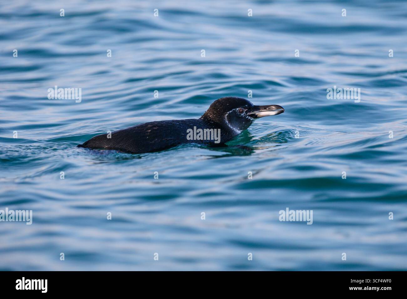 Galápagos-Pinguin (Spheniscus mendiculus) auf vulkanischem Gestein in der Elizabeth Bay, Isabela Island, Galápagos Inseln, Ecuador. Stockfoto