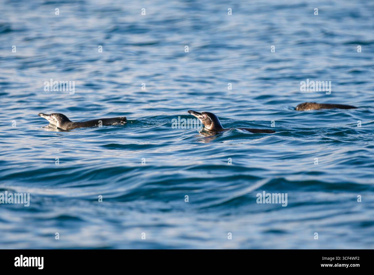 Galápagos-Pinguin (Spheniscus mendiculus) auf vulkanischem Gestein in der Elizabeth Bay, Isabela Island, Galápagos Inseln, Ecuador. Stockfoto