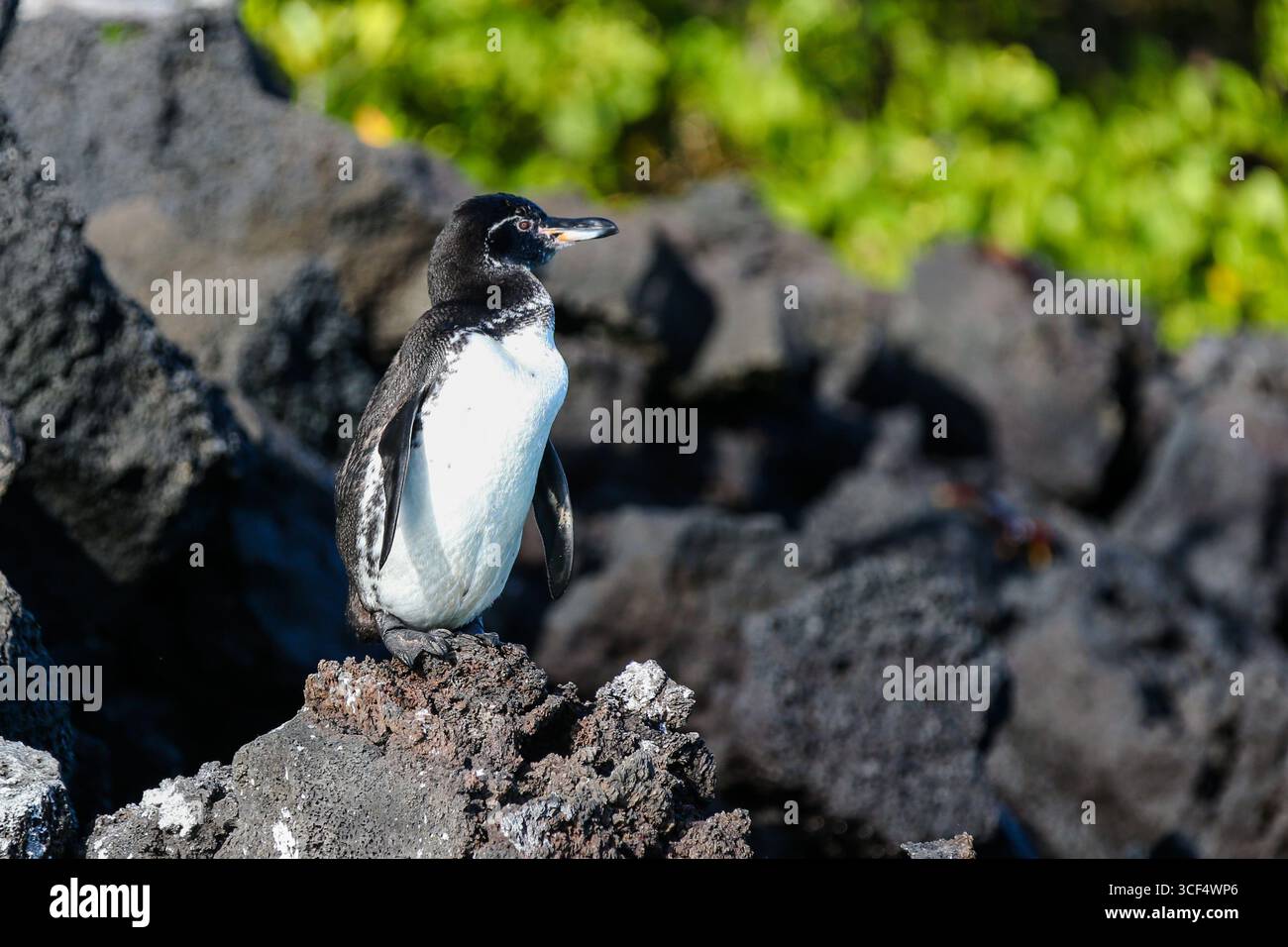 Galápagos-Pinguin (Spheniscus mendiculus) auf vulkanischem Gestein in der Elizabeth Bay, Isabela Island, Galápagos Inseln, Ecuador. Stockfoto
