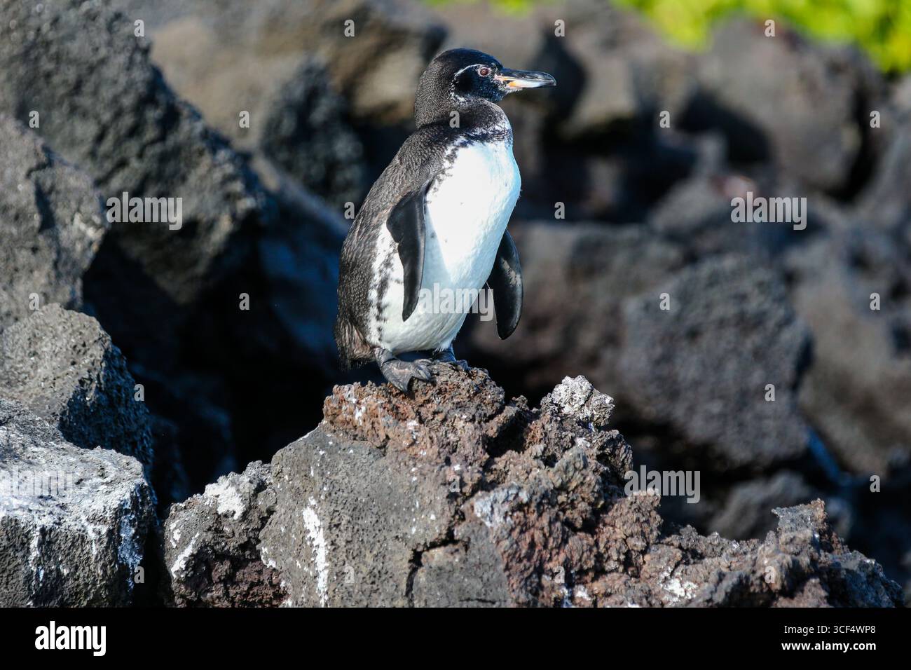 Galápagos-Pinguin (Spheniscus mendiculus) auf vulkanischem Gestein in der Elizabeth Bay, Isabela Island, Galápagos Inseln, Ecuador. Stockfoto